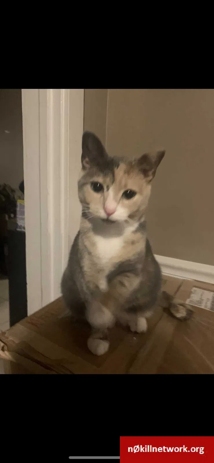 Lost cat in Winston Salem, NC, 27107