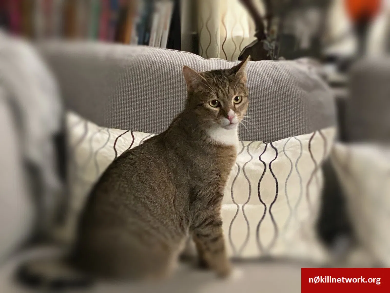Lost cat in Allentown, PA, 18103