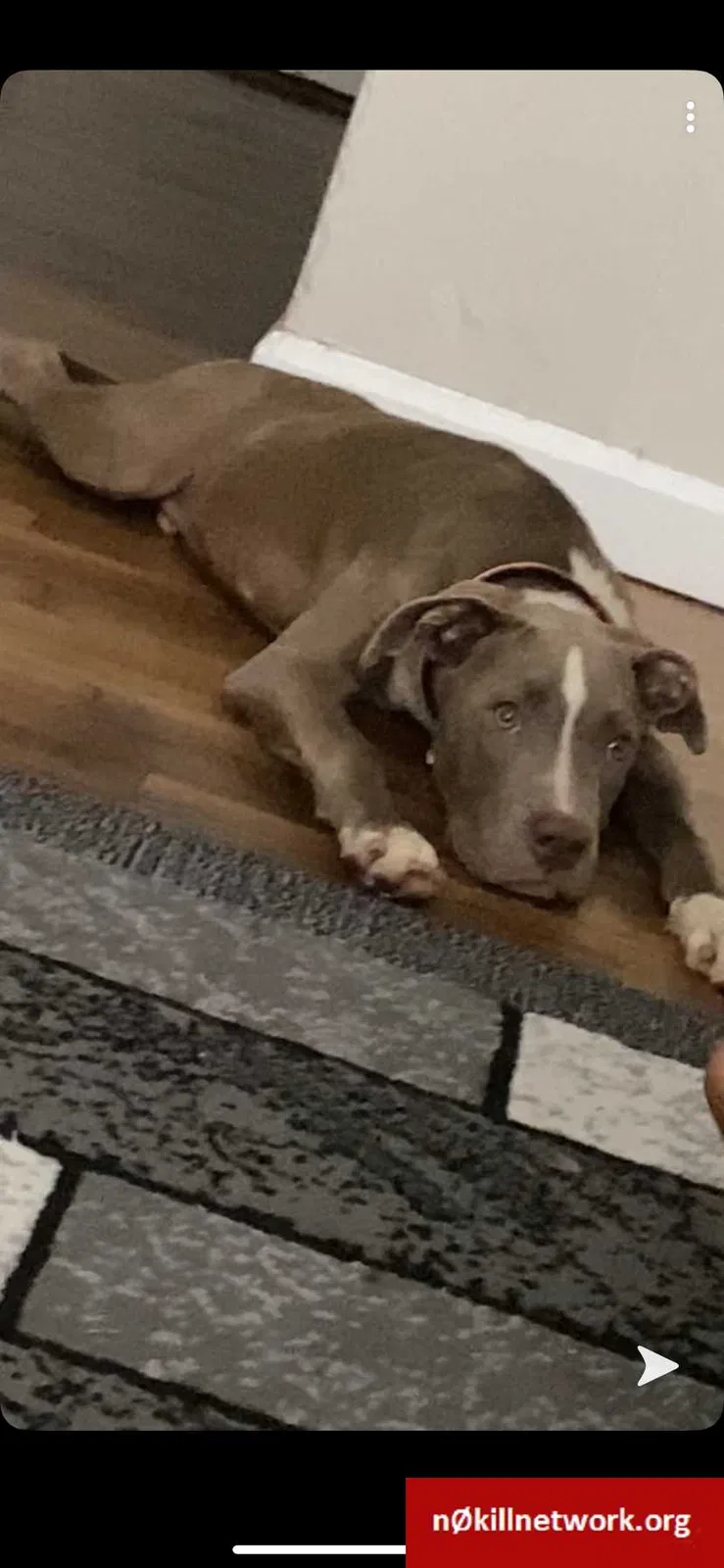 Lost dog in Jacksonville, FL, 32254