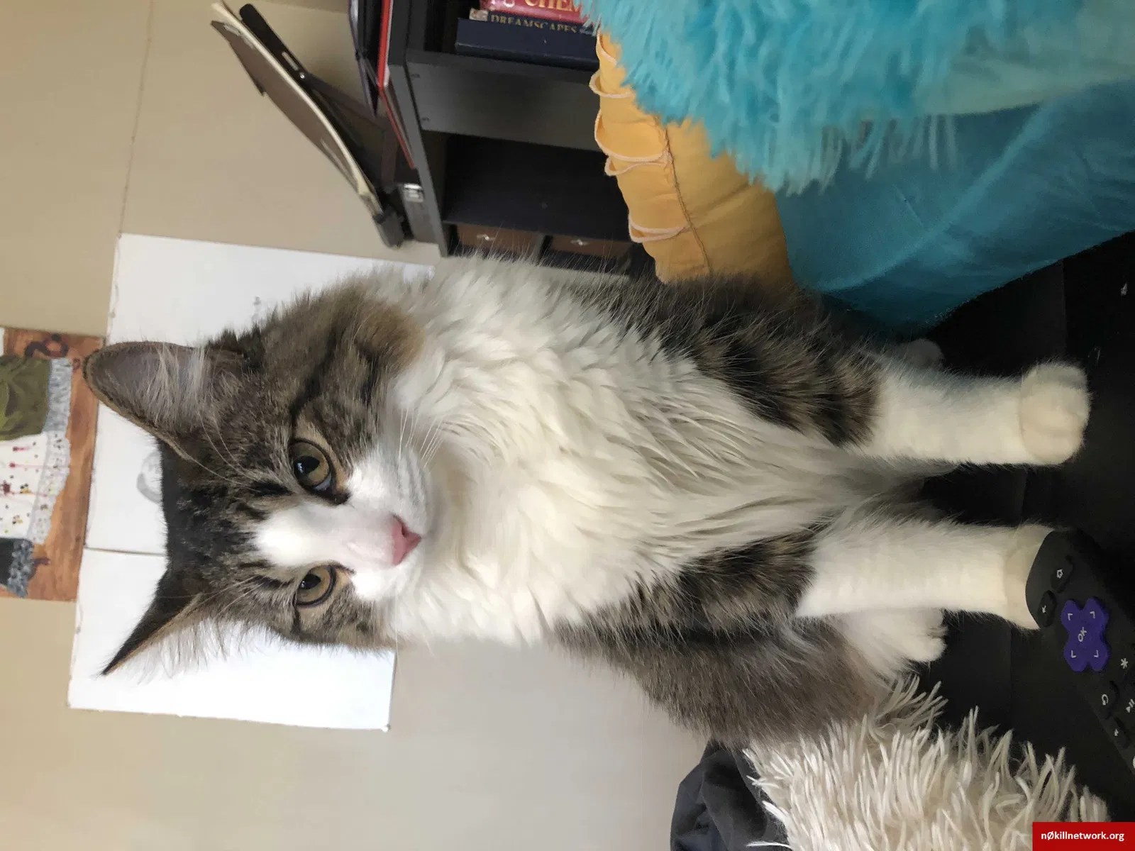 Lost cat in Glendale Heights, IL, 60139