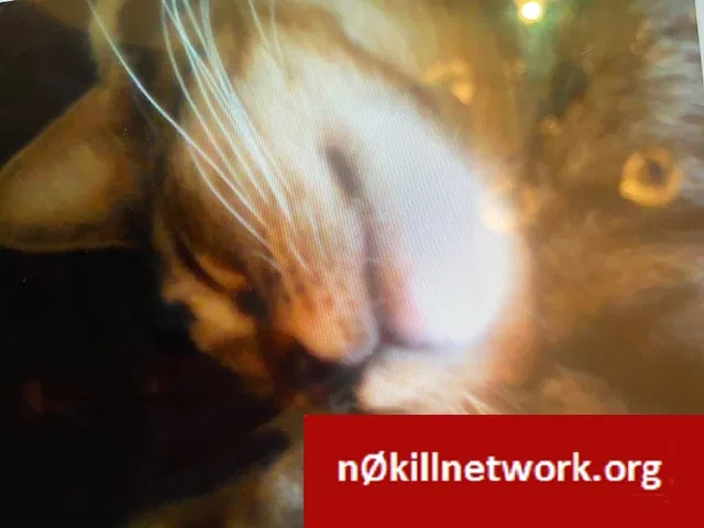 Lost cat in Henderson, NV, 89015