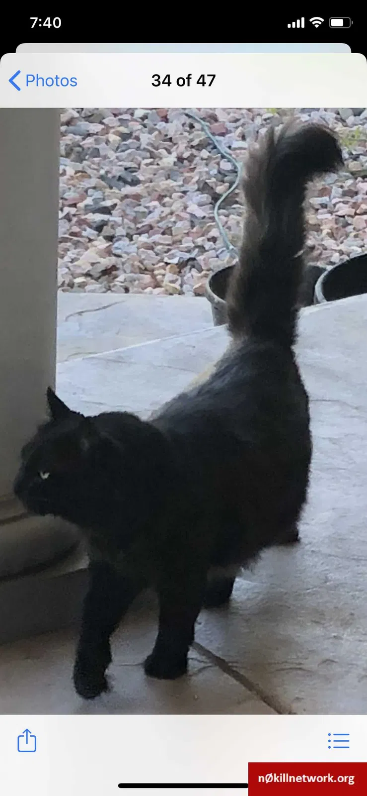 Lost cat in Wellington, CO, 80549