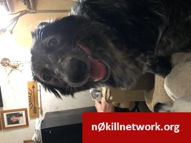 Lost dog in Grand Haven, MI, 49417