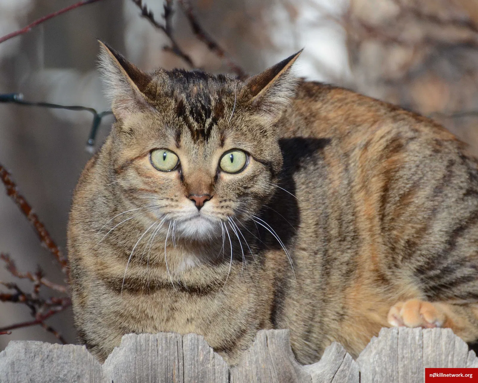 Lost cat in Grand Junction, CO, 81507