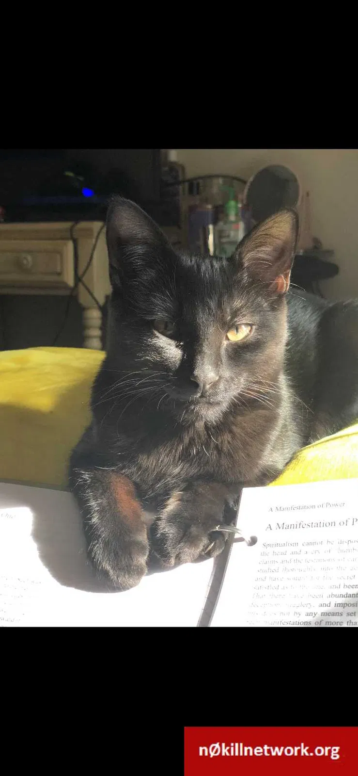 Lost cat in Gaithersburg, MD, 20877