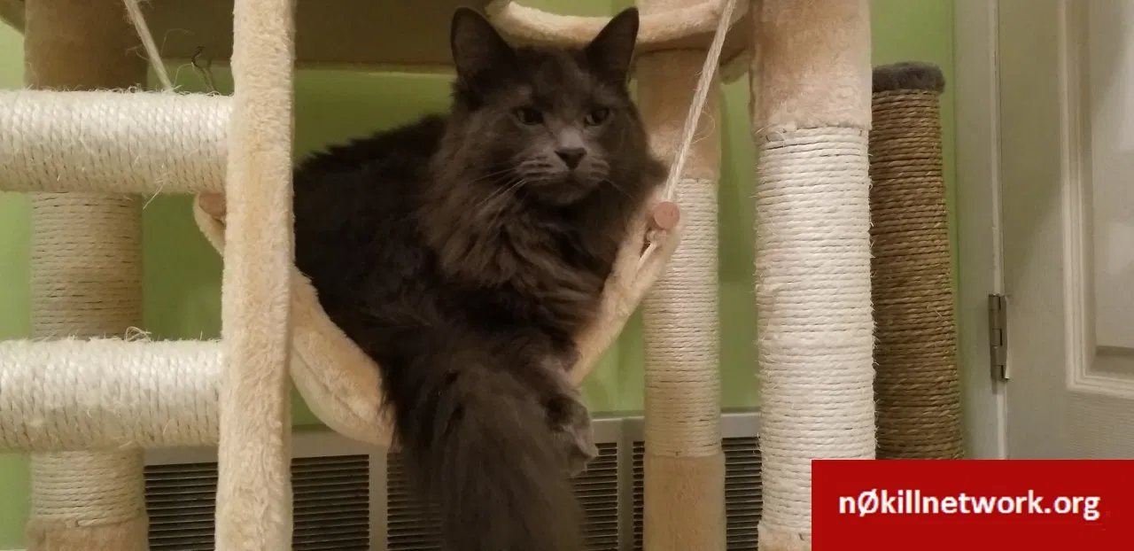 Lost cat in Aurora, IL, 60506