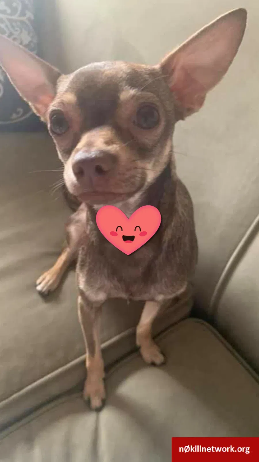 Lost dog in Port Richey, FL, 34668