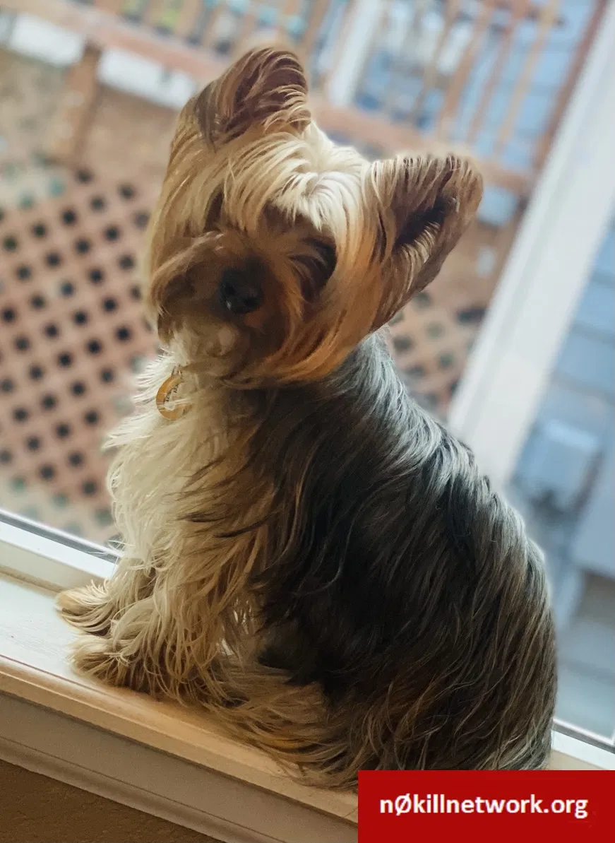Lost dog in Littleton, CO, 80129
