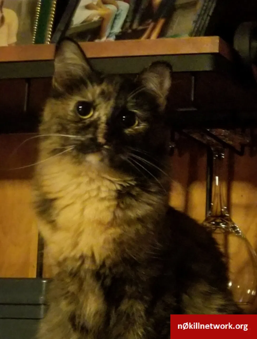 Lost cat in Centralia, WA, 98531