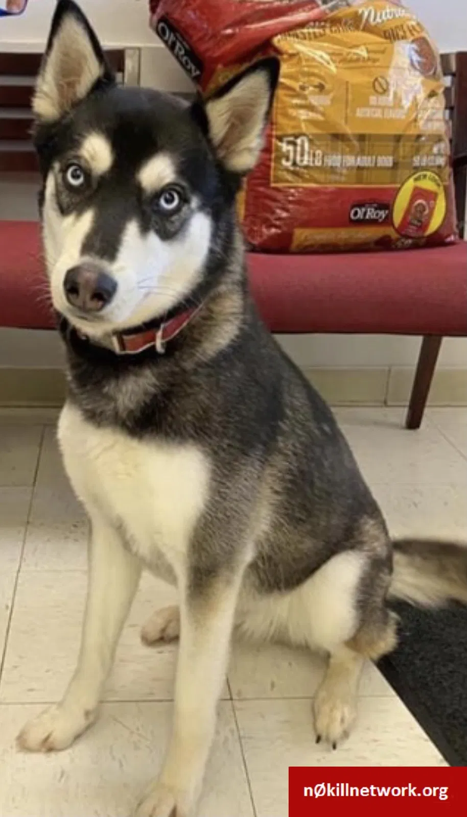 Lost dog in Hot Springs National Park, AR, 71913
