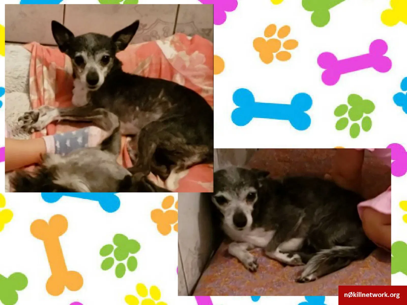Lost dog in Laredo, TX, 78040