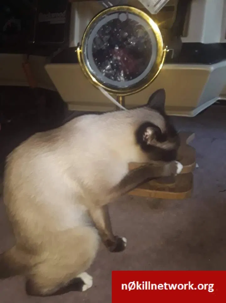 Lost cat in Rathdrum, ID, 83858