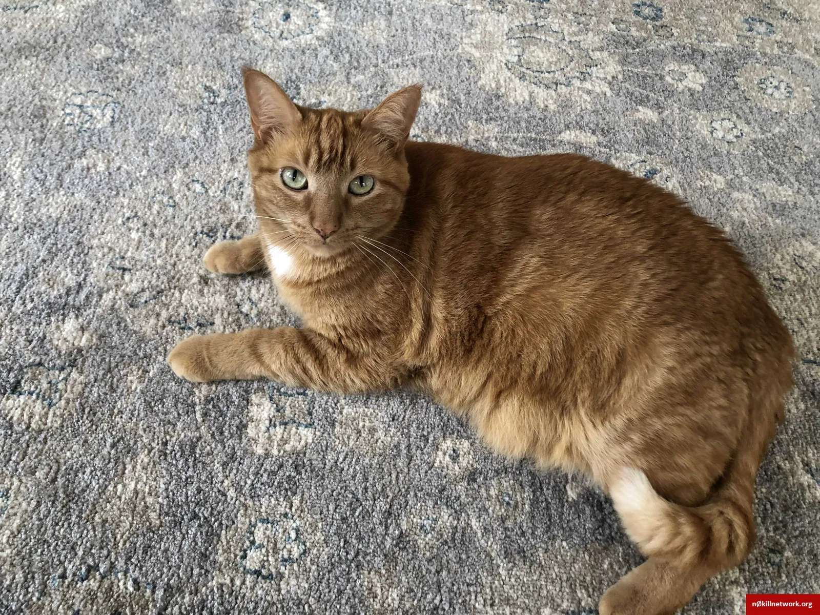 Lost cat in Atlanta, GA, 30317