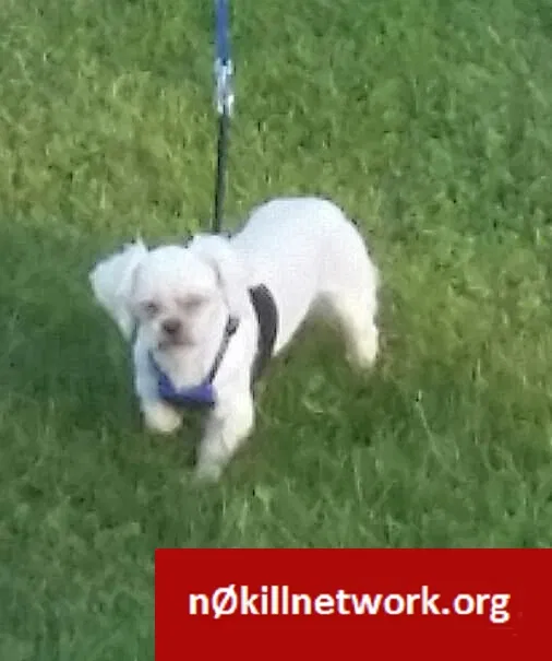 Lost dog in Rosebud, MO, 63091