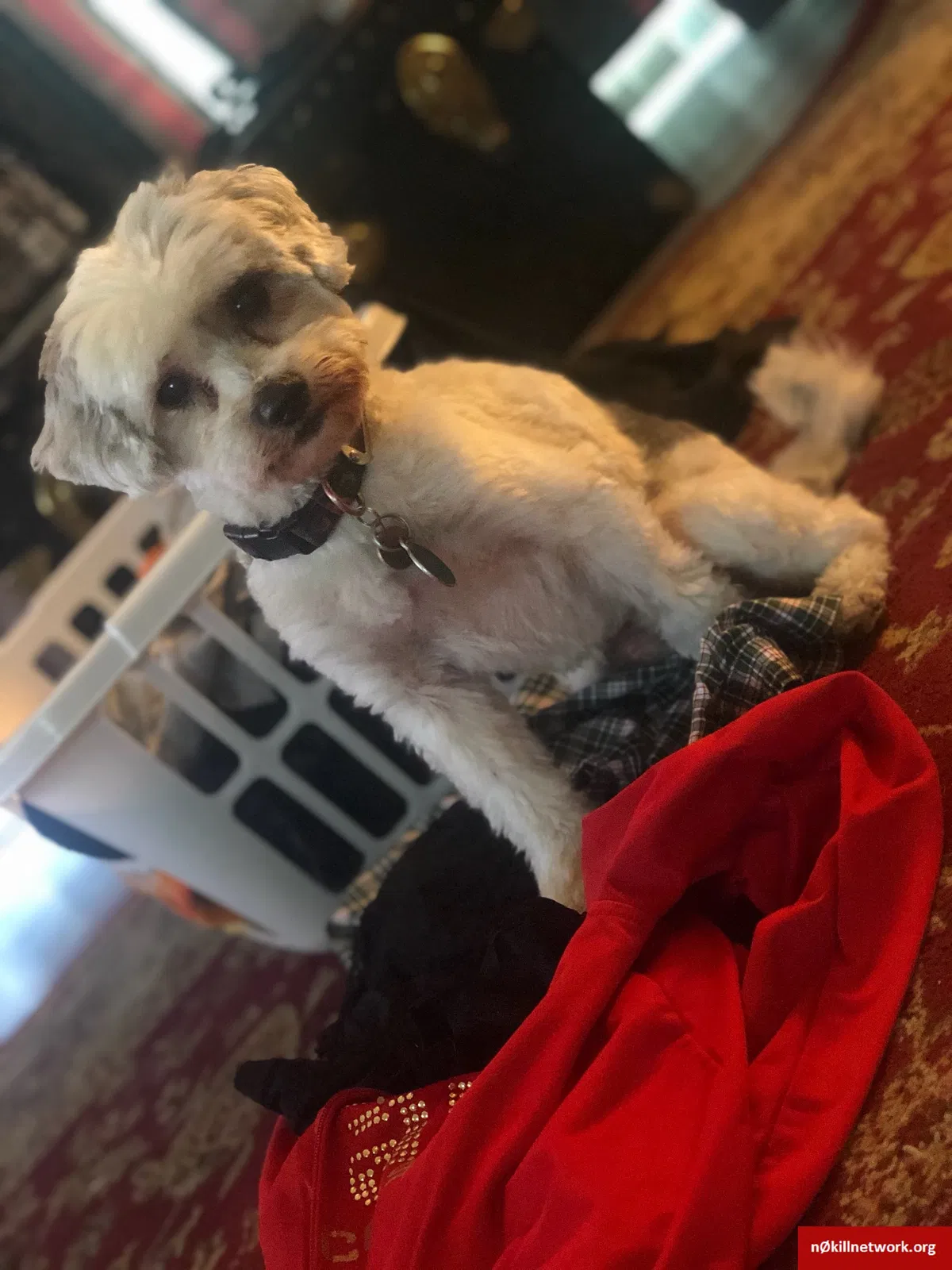 Lost dog in Martinez, CA, 94553