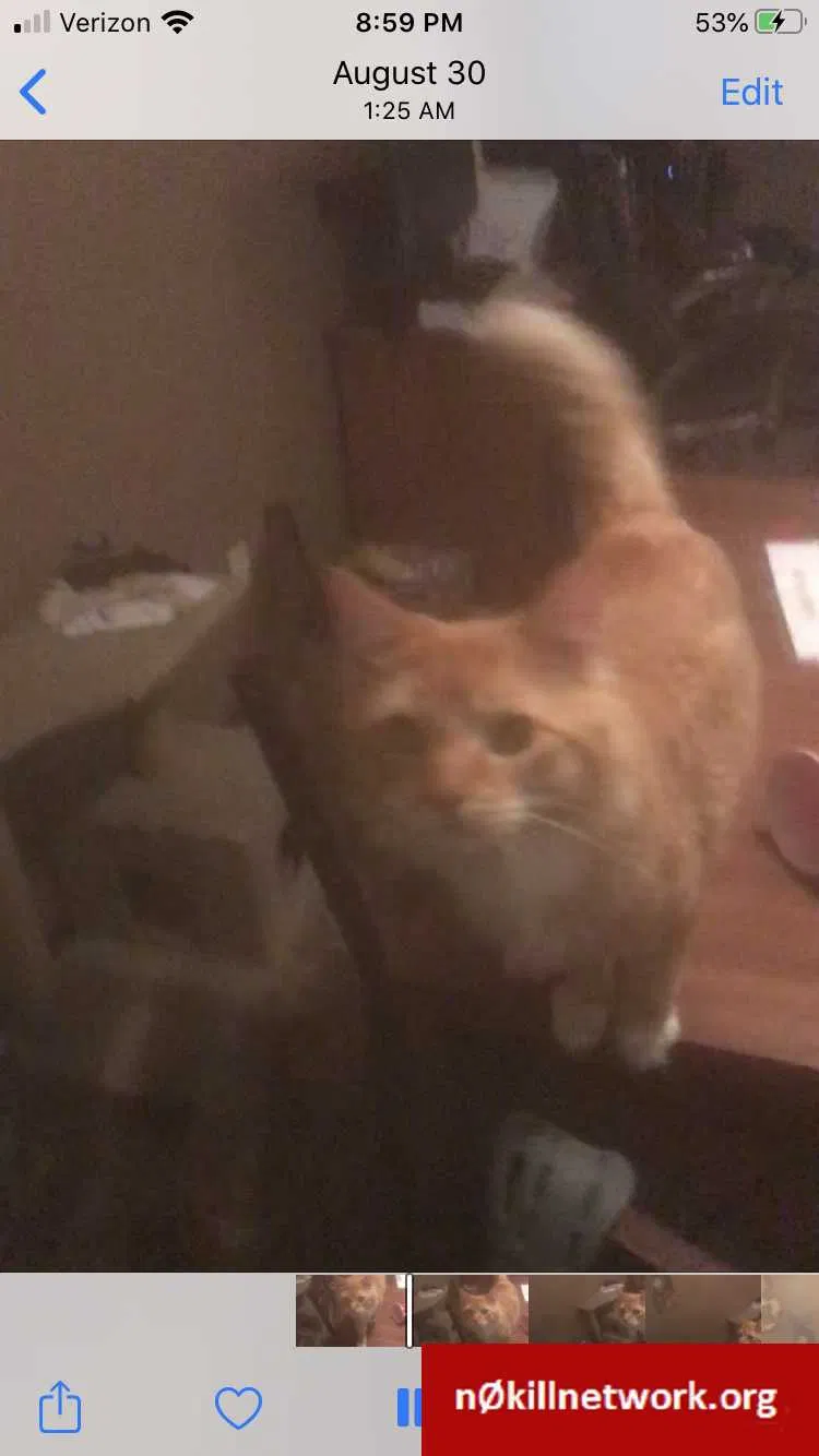 Lost cat in Hilliard, OH, 43026