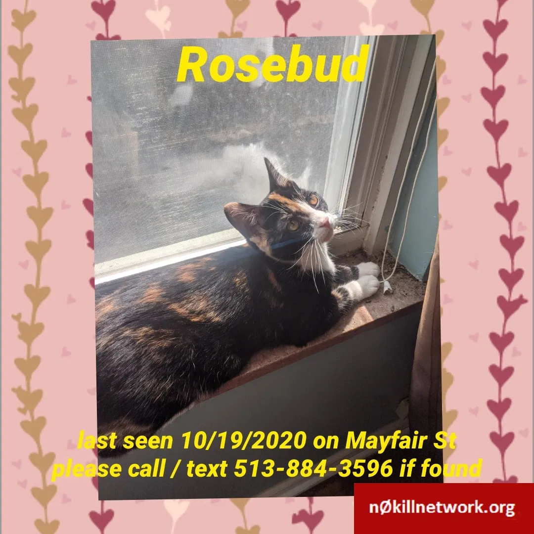 Lost cat in Cincinnati, OH, 45216