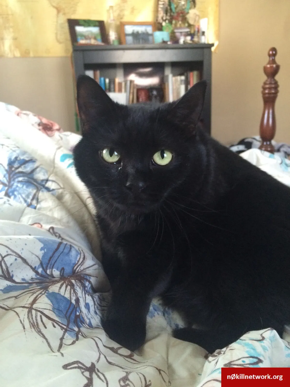 Lost cat in Golden, CO, 80401