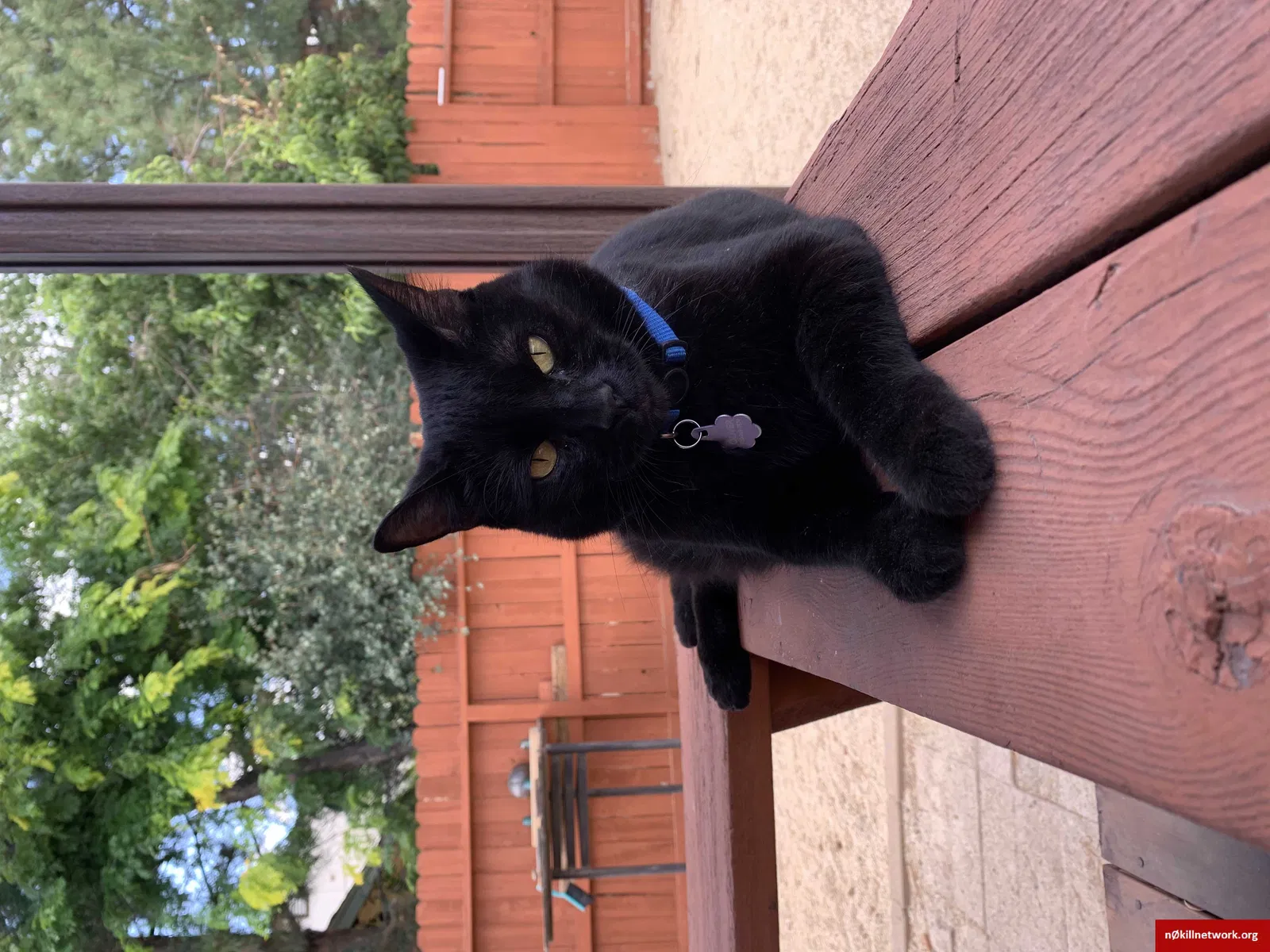 Lost cat in Reno, NV, 89503