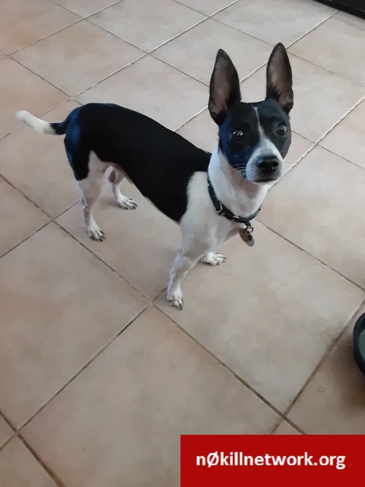 Lost dog in Tucson, AZ, 85710