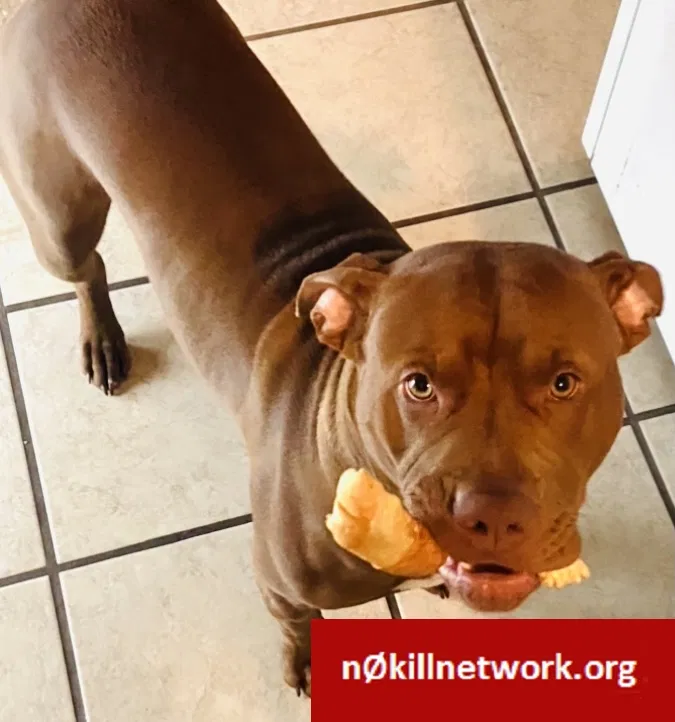 Lost dog in Deland, FL, 32720