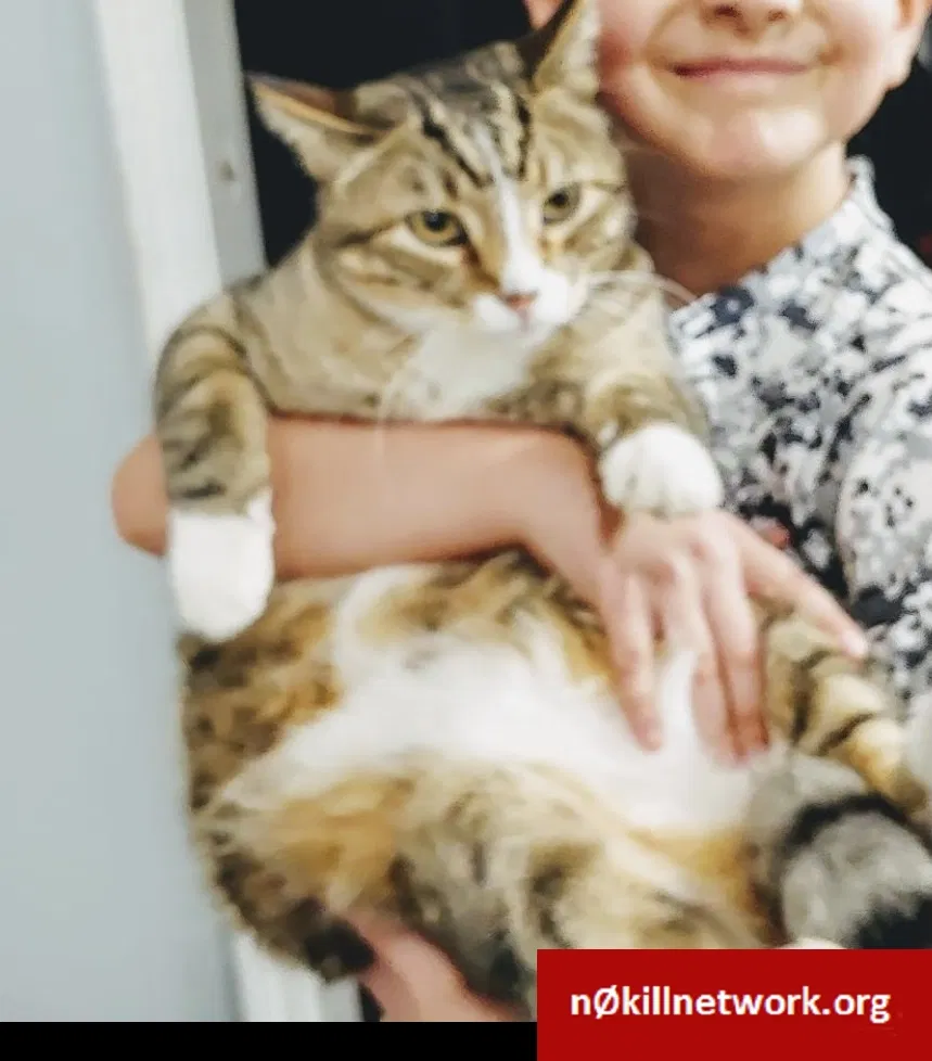 Lost cat in Independence, MO, 64055