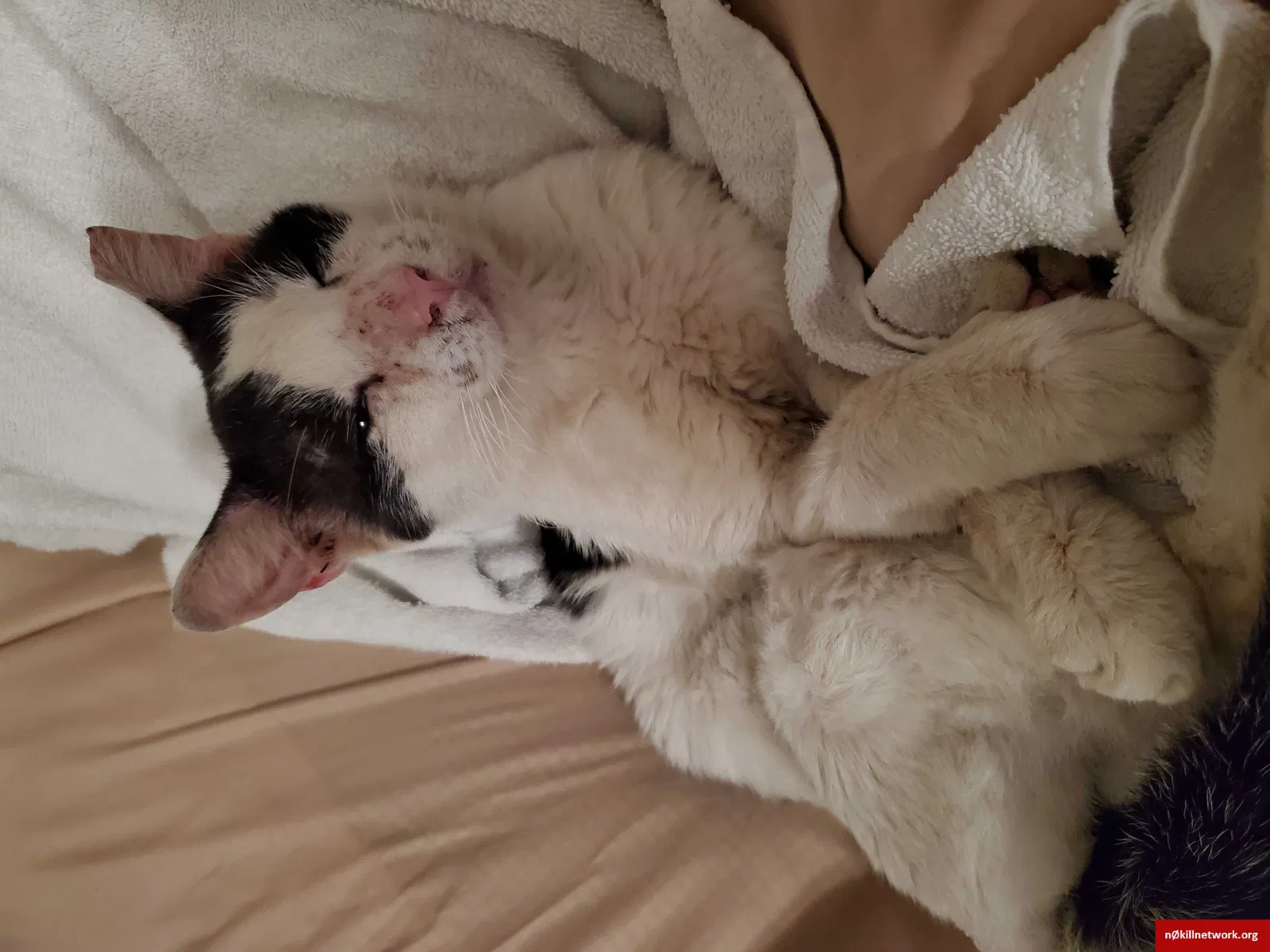 Found cat in Bronx, NY, 10459