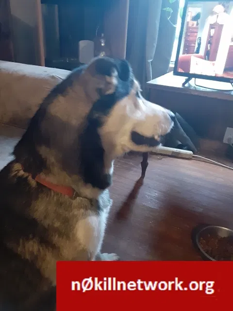 Lost dog in Alexander, AR, 72002