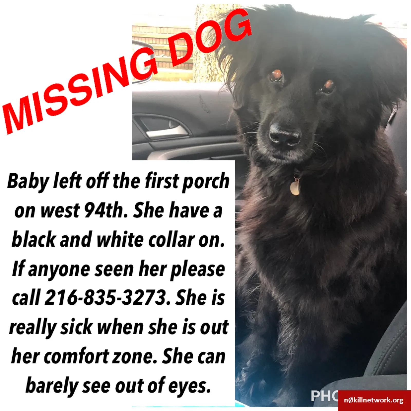 Lost dog in Cleveland, OH, 44102