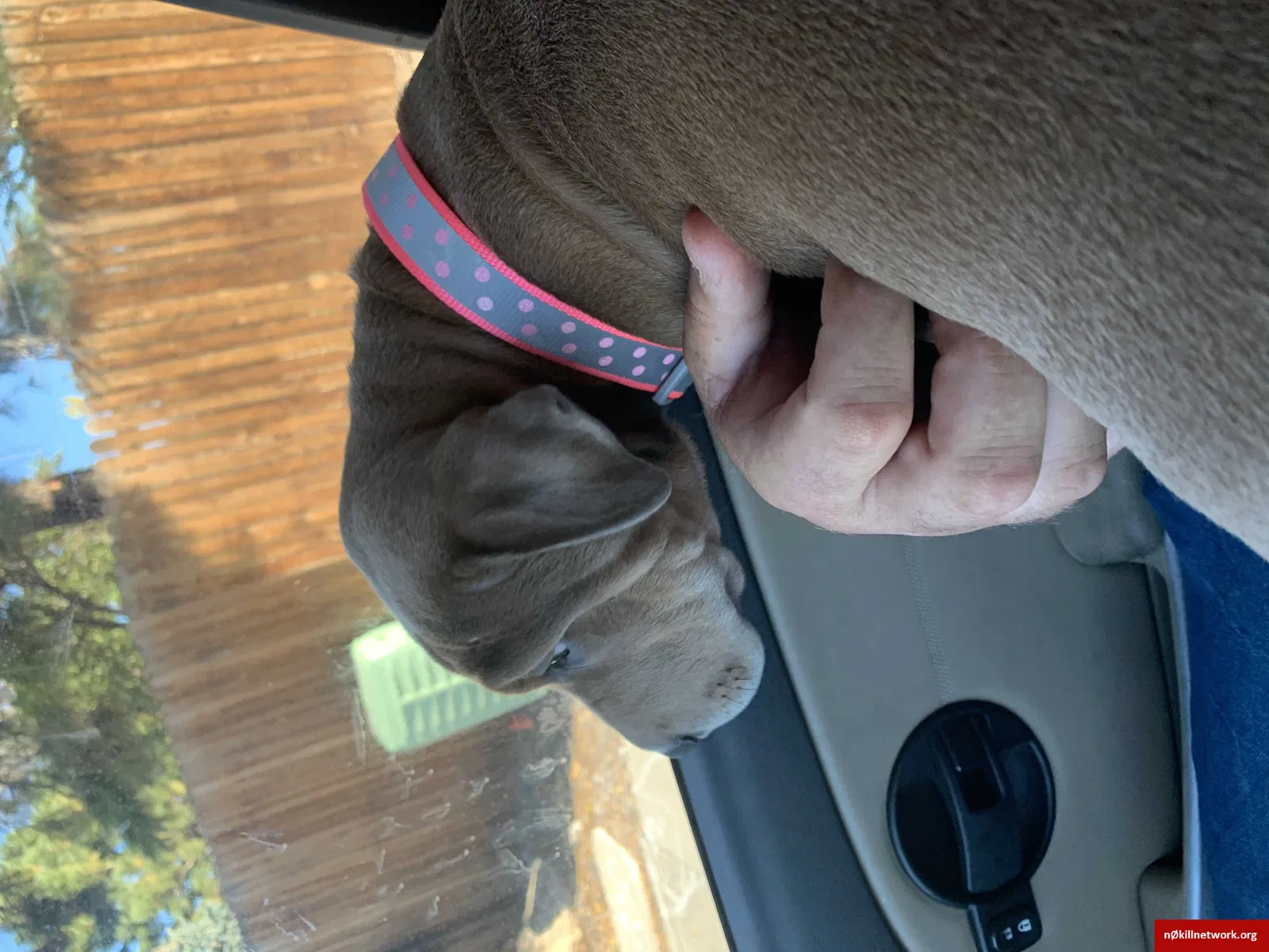 Lost dog in Aurora, CO, 80013