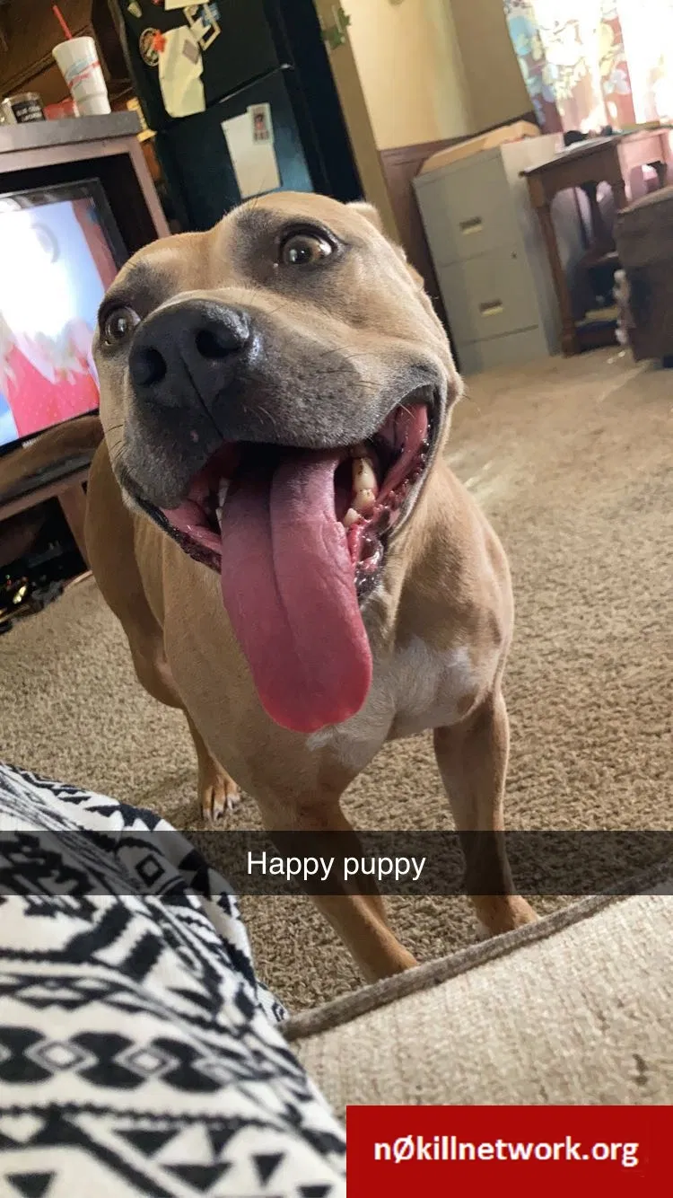 Lost dog in Tulsa, OK, 74127
