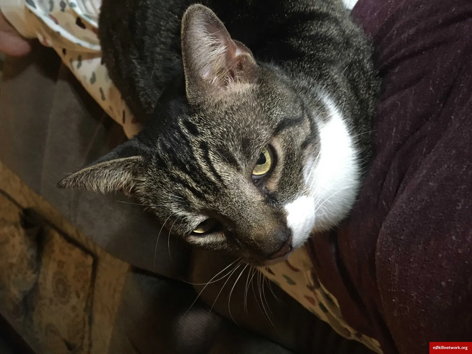 Lost cat in Valrico, FL, 33596