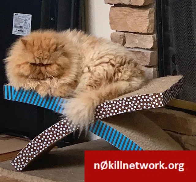 Lost cat in Trabuco Canyon, CA, 92679