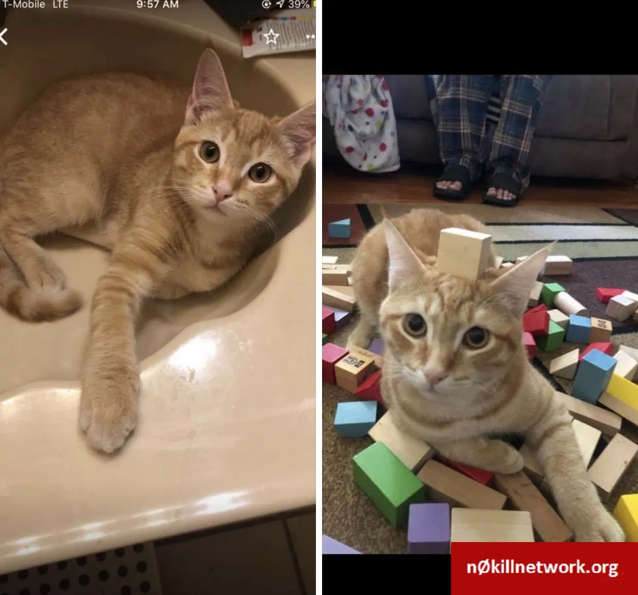 Lost cat in Deer Park, NY, 11729