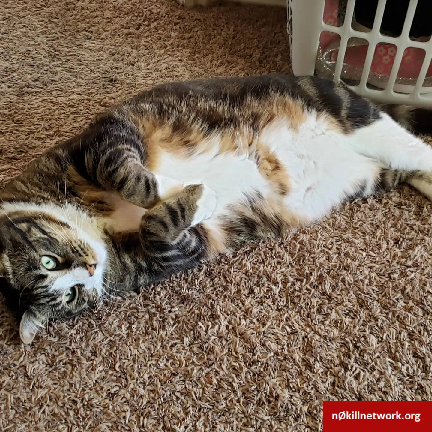 Lost cat in Syracuse, UT, 84075