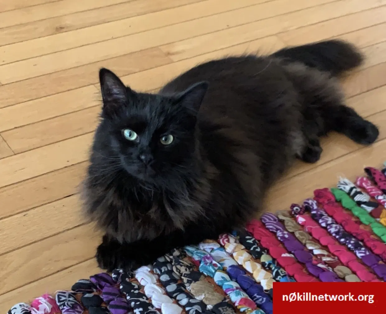 Lost cat in Sterling, VA, 20164