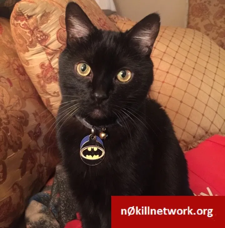 Lost cat in Pittsburgh, PA, 15237