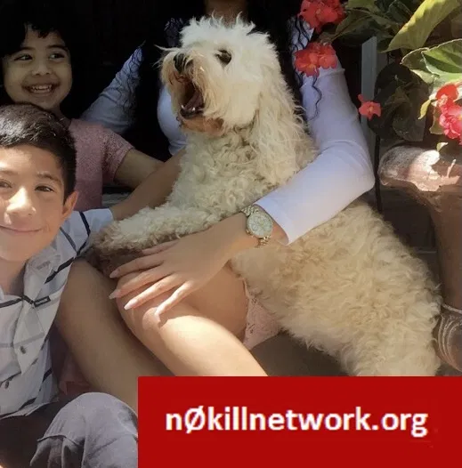 Lost dog in Corpus Christi, TX, 78404