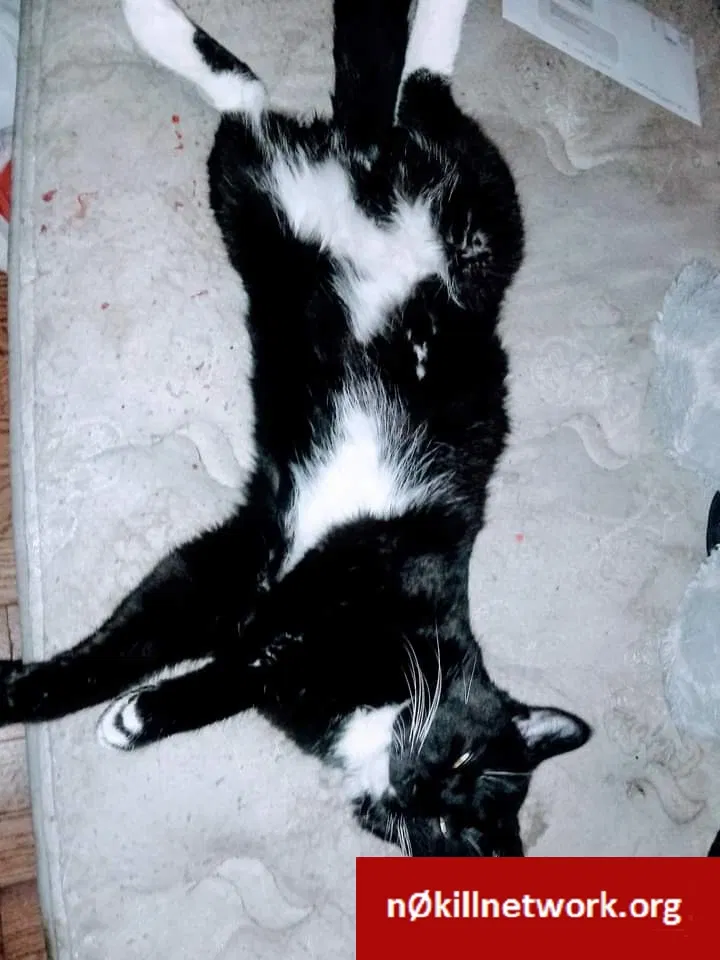Lost cat in Des Moines, IA, 50315