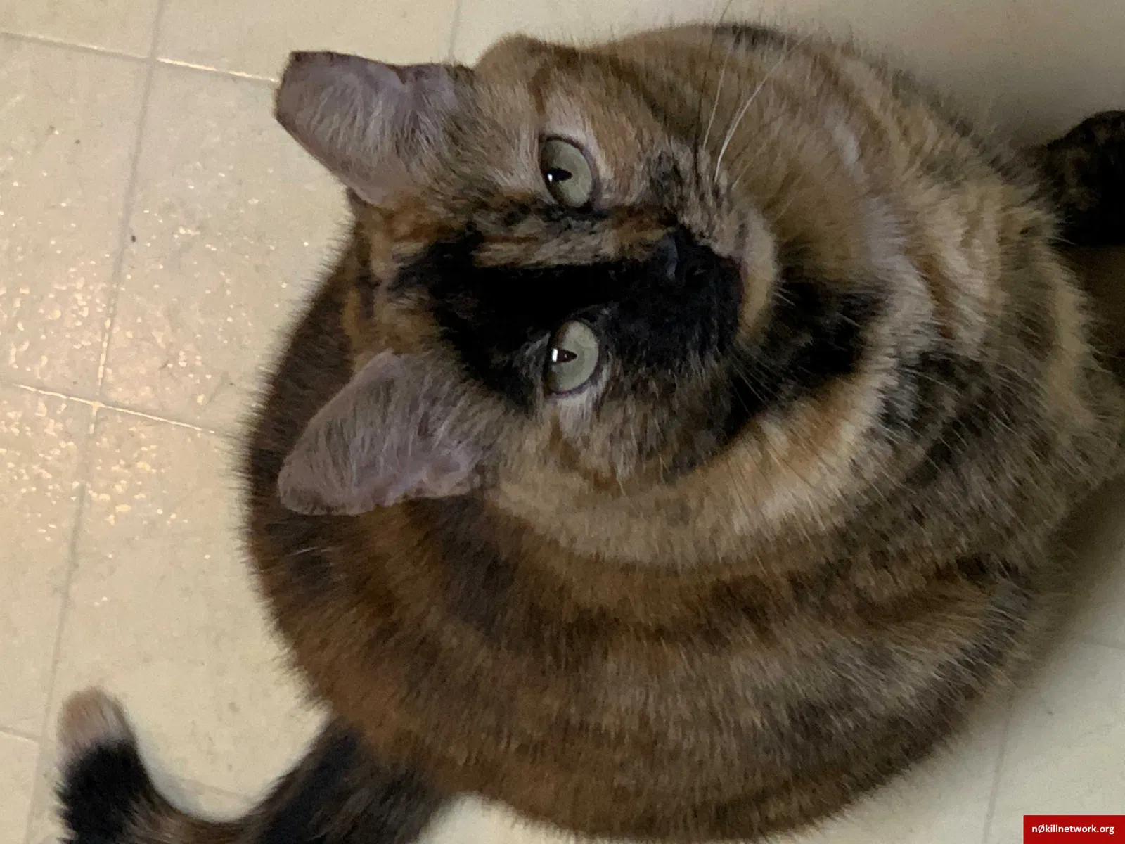 Lost cat in Asheville, NC, 28803