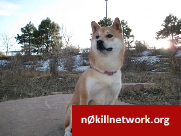 Lost dog in Arvada, CO, 80003
