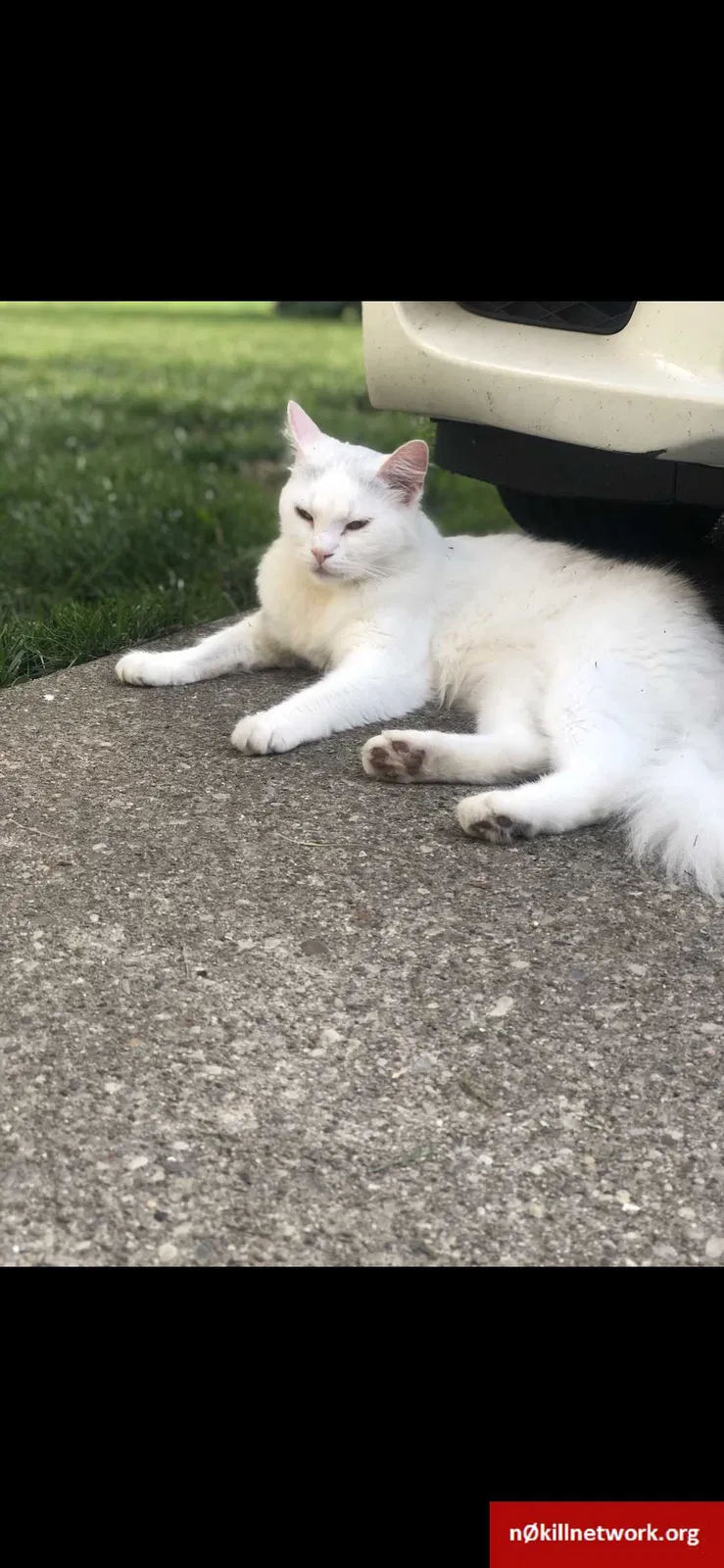 Lost cat in Middletown, OH, 45042