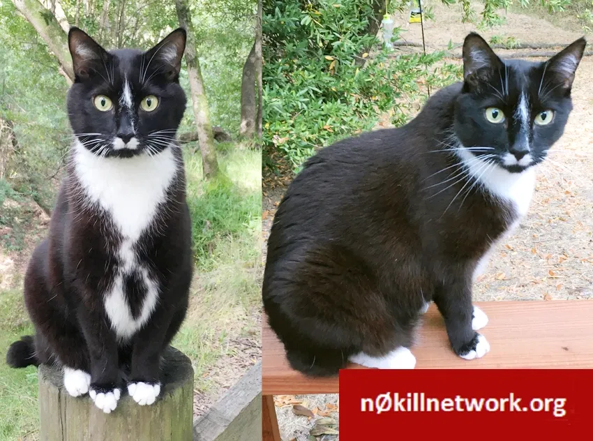 Lost cat in Novato, CA, 94949