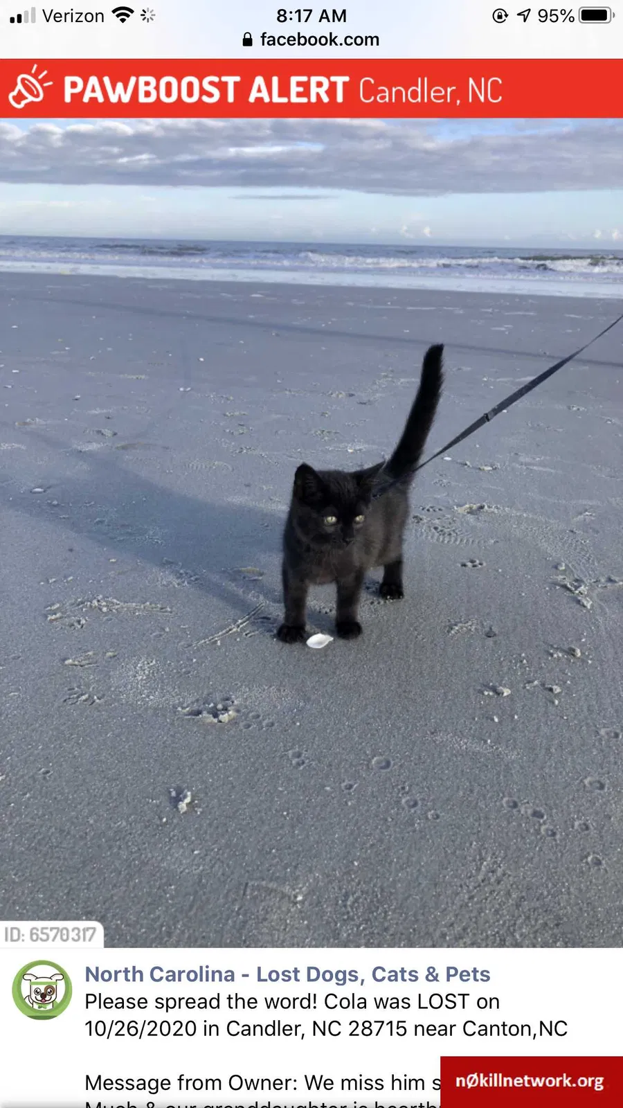 Lost cat in Candler, NC, 28715