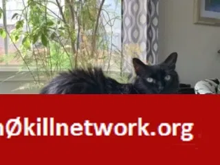 Lost cat in Hilliard, OH, 43026