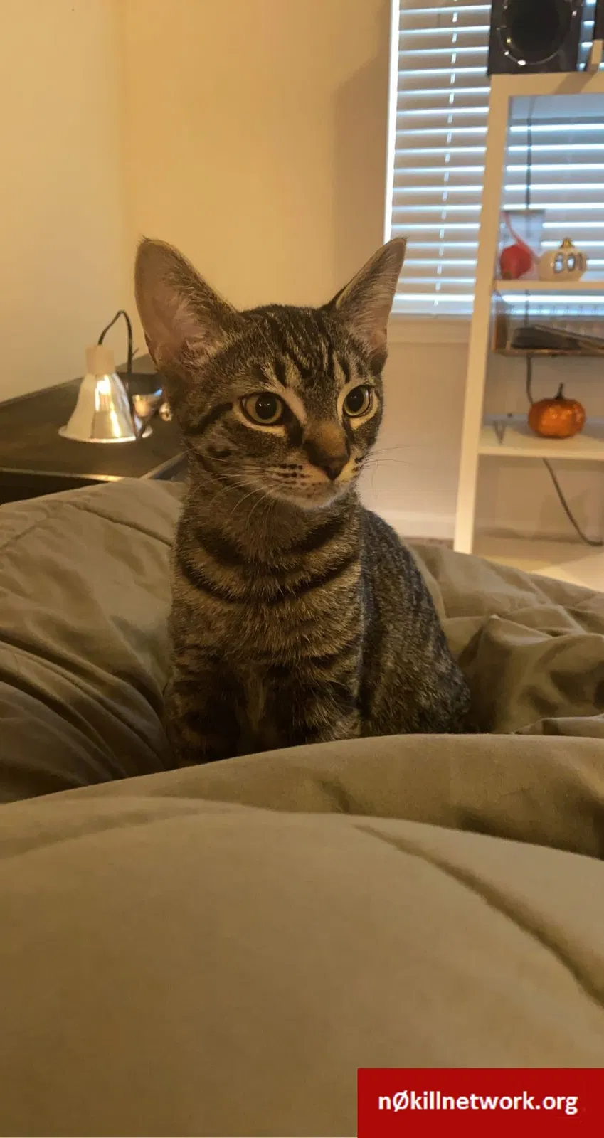 Lost cat in Virginia Beach, VA, 23451