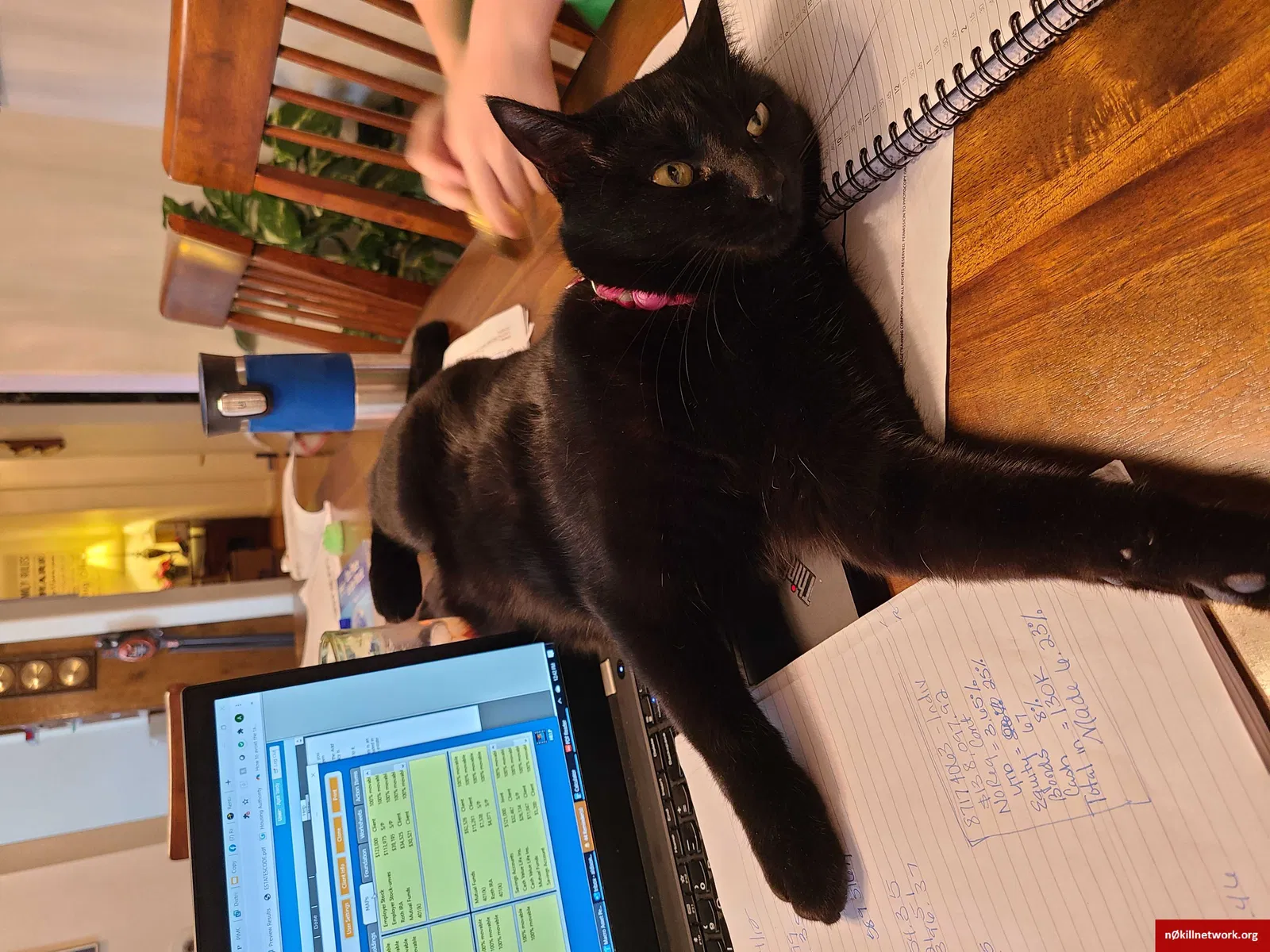 Lost cat in Erie, CO, 80516