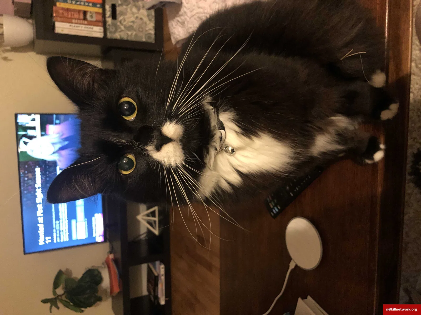 Lost cat in Seattle, WA, 98117