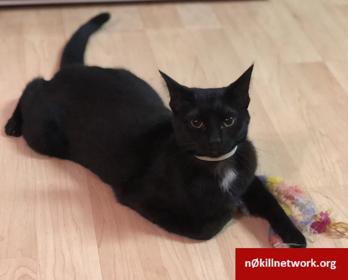 Lost cat in Middletown, OH, 45042