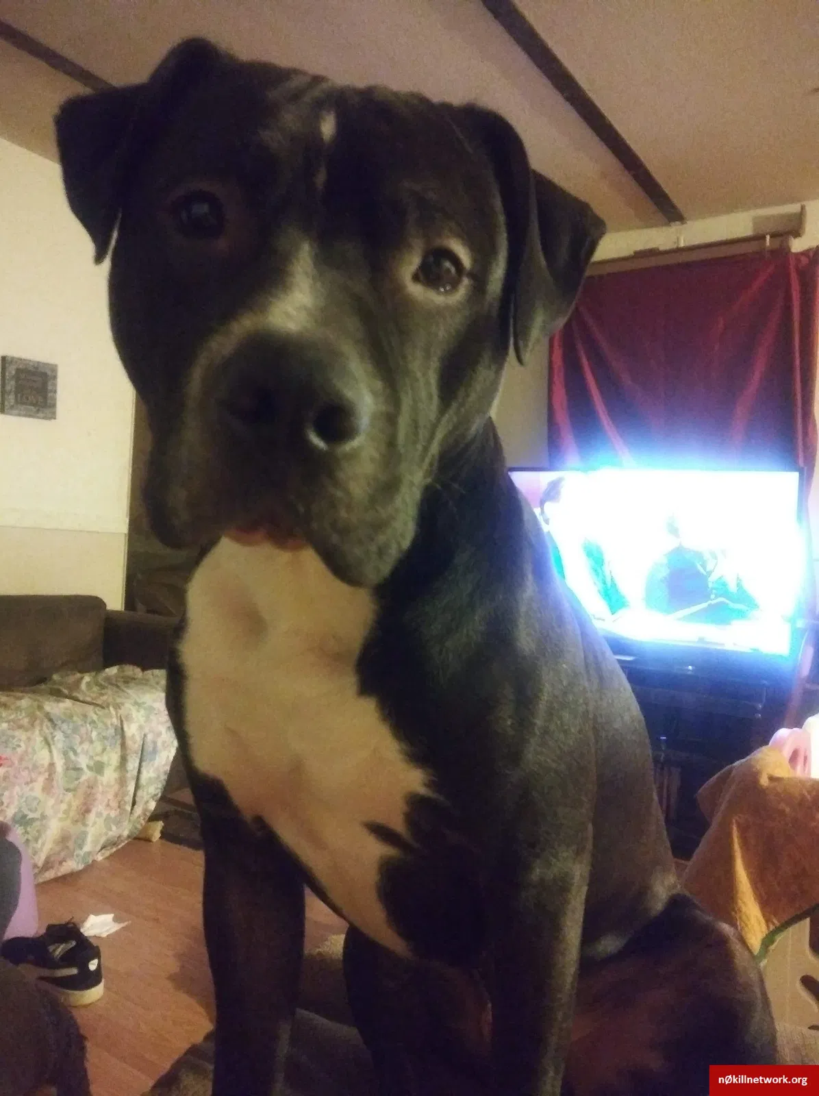 Lost dog in Asheville, NC, 28806